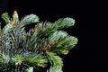 Young and older branches of coniferous tree Blue Spruce Picea Pungens on dark background Royalty Free Stock Photo