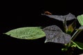 Young and older leaves of yellow catalpa Catalpa Ovata on dark background, beetle of heteroptera family on rear leaves