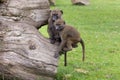 Young olive baboons