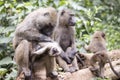 Young olive or common baboon grooming in family