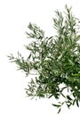 Young olive tree branch Royalty Free Stock Photo