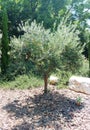 Young olive tree in garden