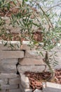 Young olive tree in garden next to the white stone wall Royalty Free Stock Photo