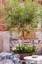 Young olive tree growing in a big flowerpot with blooming flowers on the street with red bricks wall on the background and metal Royalty Free Stock Photo