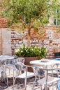 Young olive tree growing in a big flowerpot with blooming flowers on the street with red bricks wall on the background and metal Royalty Free Stock Photo