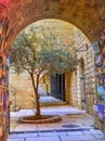 Young Olive tree in the Jewish quarter in Jerusalem