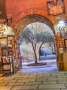 Young Olive tree in the Jewish quarter in Jerusalem