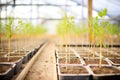 young olive tree saplings lined up in nursery Royalty Free Stock Photo