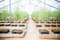 young olive tree saplings lined up in nursery Royalty Free Stock Photo