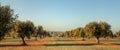 Young olive trees grove in Alentejo Portugal Royalty Free Stock Photo