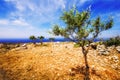 Young olive trees near Porto Roxa on Zakynthos island Royalty Free Stock Photo