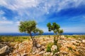 Young olive trees near Porto Roxa on Zakynthos island Royalty Free Stock Photo