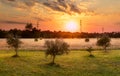 Young Olive Trees at Sunset Royalty Free Stock Photo