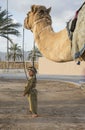 Young omani boy in traditional clothing walking with a camel Royalty Free Stock Photo