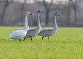 Young and one adult whooper swans Royalty Free Stock Photo