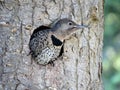 Northern Flicker Woodpecker Royalty Free Stock Photo