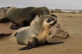 A baby cape fur seal Royalty Free Stock Photo