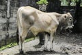 Young Ongole Crossbred cattle or Javanese Cow or Bos taurus is the largest cattle in Indonesia in traditional farm, Indonesia. Royalty Free Stock Photo