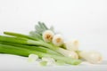 Young onion bulbs with green sprouts Royalty Free Stock Photo