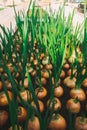 Young onion growing in garden at greenhouse Royalty Free Stock Photo
