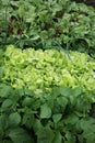 Young onion, lettuce, rucola, beans and beets, in vegetable permaculture cultivation. Eco-friendly backyard garden, vegetable gard