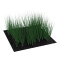Young Onion Plants in the Garden on white. 3D illustration