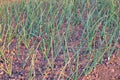 Young onion seedlings growing in soil outdoors in the garden. Selective focus