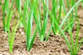 Young onions growing in rows in soil.