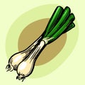 Young onions. Vector. Juicy vegetable. Greens. Drawing.