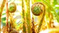 Young green opening sprouts of fern leaves in the garden