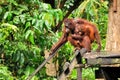 Young Orang-Utan and Mother Royalty Free Stock Photo