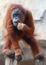 Young Orang Utan