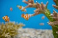 Young orange clownfish swim by coral reef at aquarium