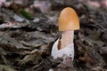 Young orange edible mushroom Amanita crocea growing in the leaves in the deciduous forest. Royalty Free Stock Photo