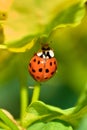 Young orange Ladybug standing on stick of currant plant