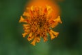 Young orange marigold flower blossom on green garden background top view. New life, life process concept. Royalty Free Stock Photo