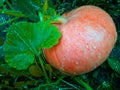 Young orange pumpkin growing in the garden with greens