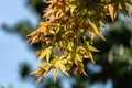 Young orange with red leaves of the Japanese maple Acer Palmatum Royalty Free Stock Photo