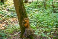 Young orange squirrel with a striped tail sitting on tree