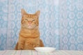 young orange tabby cat sitting at kitchen counter with white plate