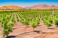 Young orange trees grow in a row in a San Joaquin Valley orchard in California Royalty Free Stock Photo