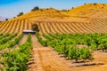 Young orange trees grow in a row in  San Joaquin Valley and younger ones grow on hillside Royalty Free Stock Photo