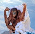 Young Orangutan At ZooTampa at Lowry Park