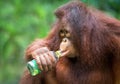 Young orangutans in nature.