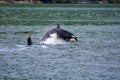 Young Orca leaps from water while an adult raises its flukes in the air