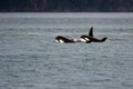 Young Orcas