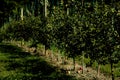 Young Orchard apple farm trees in upstate New York