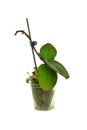 Young orchid in a flowerpot isolated on a white