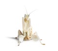 Young orchid mantis, Hymenopus coronatus, isolated on white