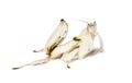 Young orchid mantis, Hymenopus coronatus, isolated on white Royalty Free Stock Photo